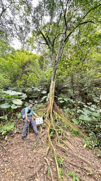 飛鳳山、中坑山、大阪根、賞血藤花O走2542618