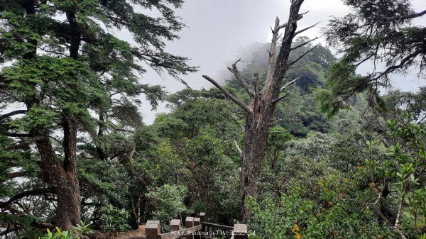 《新竹》斷崖神木｜北得拉曼步道小P繞202510172917588