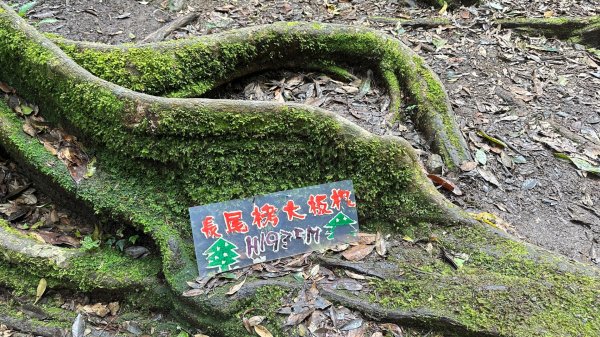 觀雪縱走2836107