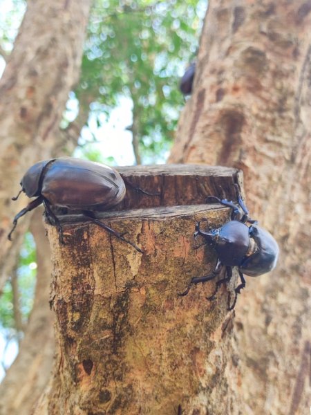 夏日甲蟲祭典（羊稠森林步道，龜山福源山-山佳車站）2826595