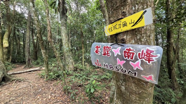 風和日麗來去烏來三山享受森林芬多精2984346