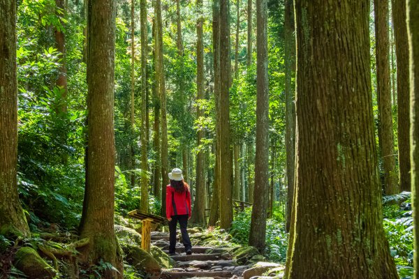 馬武督探索森林2930686