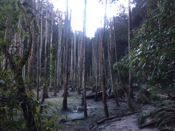 忘憂森林+領頭山+金柑樹山728885