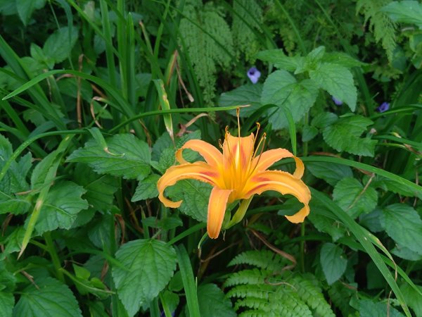 華山4-2號步道上雲嘉連峰2579378