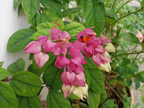 春暖花開的內湖文德三號公園、瑞陽公園、大港墘公園【齊心鞋力向前走】2025375