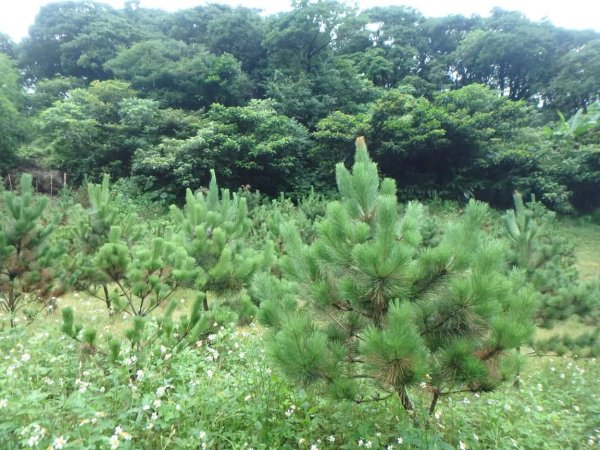 1070614茶山步道3099472