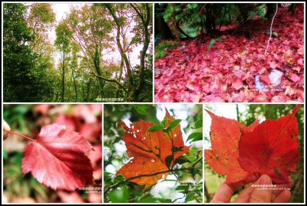 台中。冬季限定捎來山上的浪漫紅地毯