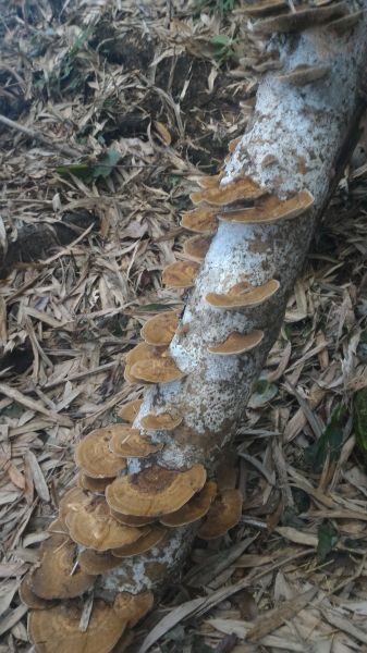 嘉南雲峰、石壁山101622