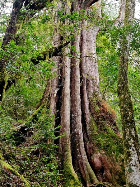 鎮西堡巨木群步道(B區)-(新竹)臺灣百大必訪步道3007844
