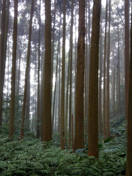 台版富士山「加里山」(小百岳#34) 2020/12/191424788