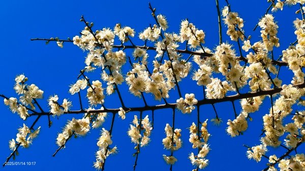 雙溪公園賞花&原住民公園落羽松&故宮1/142689951