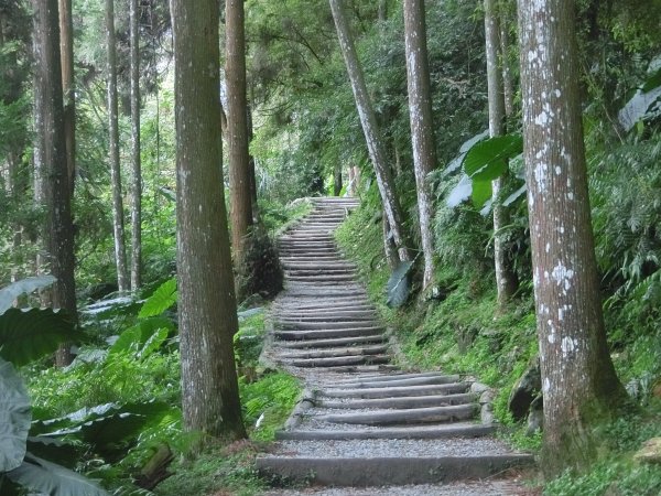 溪頭銀杏神木彩虹橋459484