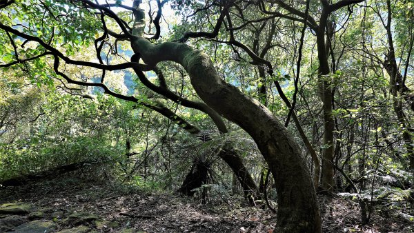 悠遊陽明山的後花園冷水大山大尖後山三重橋山2083744