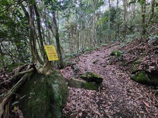 20250105鵝公髻山雲霧步道2726329