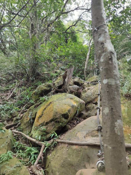 微笑山線：【天上山系】望月亭桐花段2855480