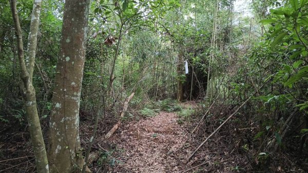 20250607 新竹竹東三山(樹杞林山 - 新具庄山 - 員崠子山)  O型2808884