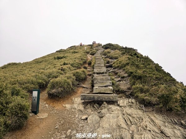 【南投仁愛】合歡東峰步道x合歡石門山步道(賞杜鵑)3052462
