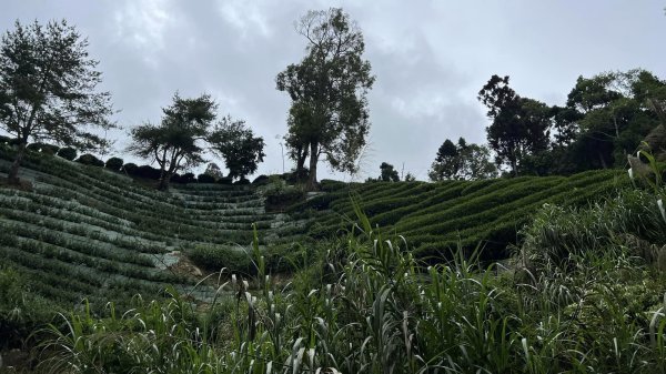 米堤香蕉園-鳳凰山-鳳凰南峰（台寅山） -金柑樹山-金柑樹山西北峰-領頭山東峰-忘憂森林2551810