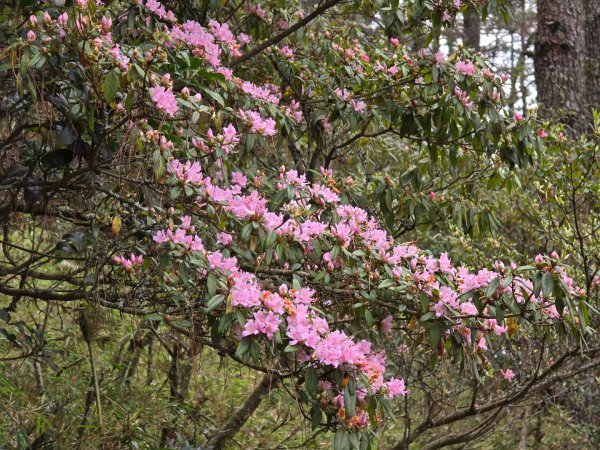 終於看到1000元背面的山景登頂玉山北峰／前峰2495829