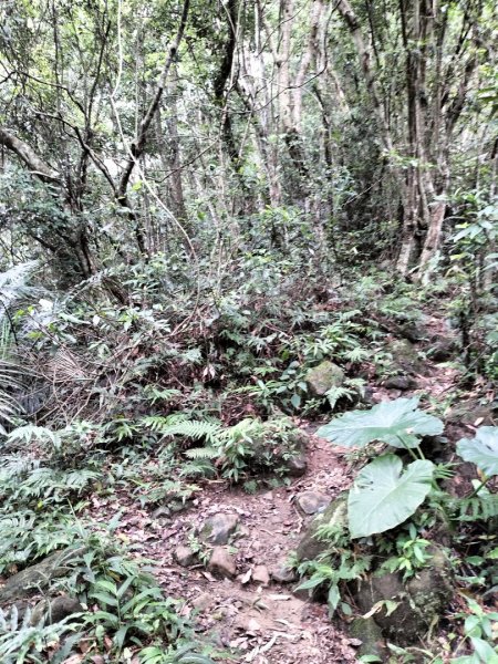 關西赤柯山、東獅頭山步道2262830