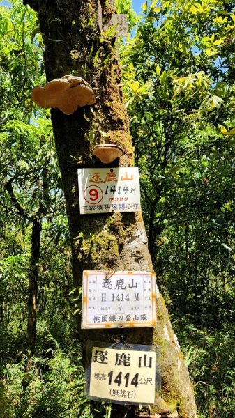 【中級山】與山毛櫸的邂逅，逐鹿山2742664