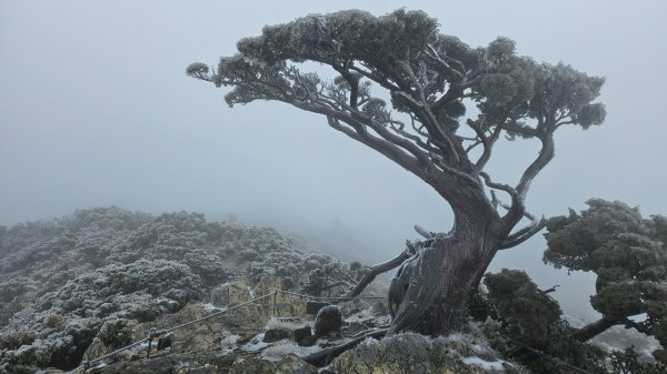 20250319～20嘉明湖國家步道🥶🥶🥶殘念😭2739752
