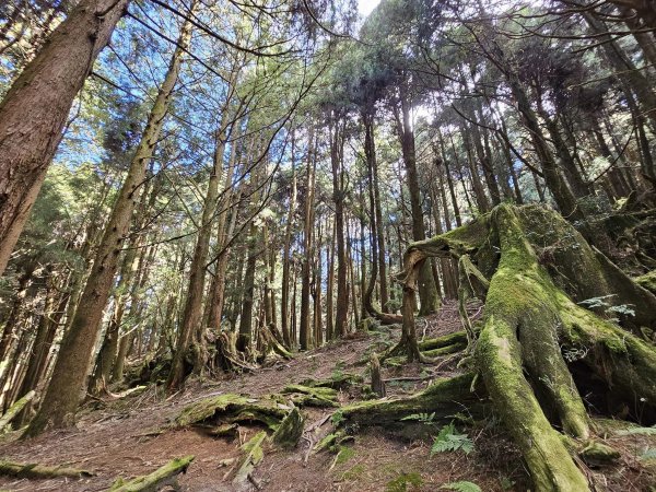 231111-特富野古道+東水山+兒玉山O繞。美美兔驚艷兩山萬木崢嶸。2348421