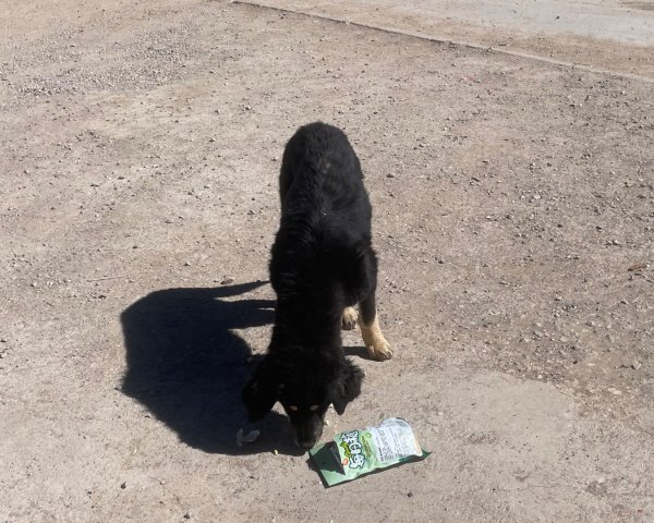 西藏♥️可愛動物🐎人物寫真/拉薩旅拍/美食2903032