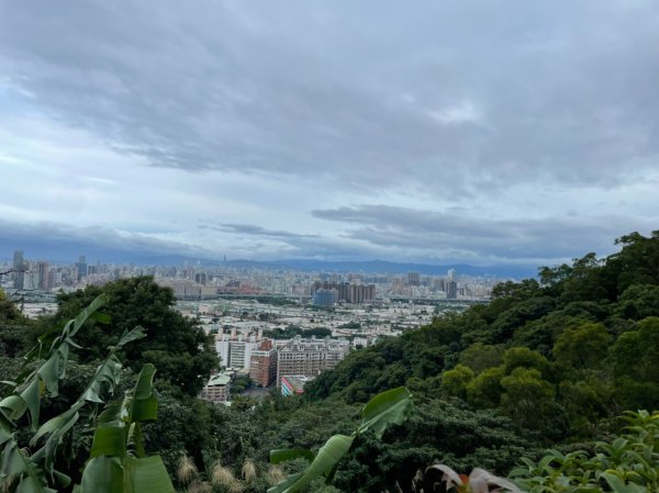 楓樹河濱公園紫色蒜香藤&泰山健行1532335