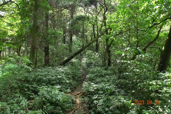 基隆 頂寮山、龍門山、五分山、頂子寮山2265941