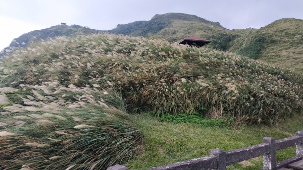 桃源谷+草嶺古道730523