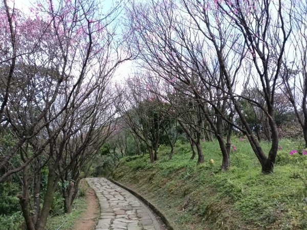 瑞芳區基隆山步道O型3010153
