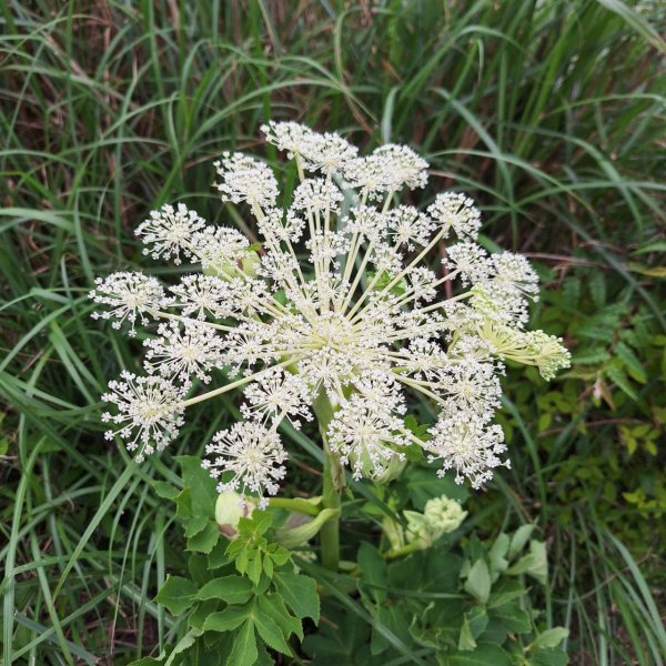 2025臺北大縱走-小油坑到二子坪-第二段完成!2781345