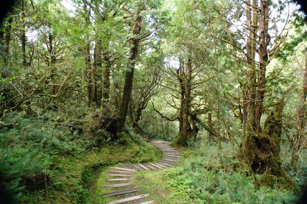 宜蘭 大同 望洋山、翠峰湖步道、山毛櫸步道2880737