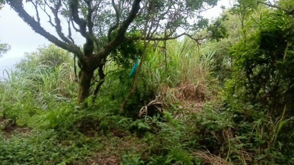 石門區北海道場-九芎林西北峰-九芎林山-土地公嶺古道O型3119066