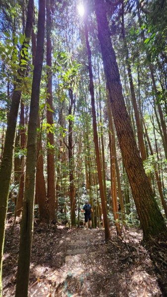20251014雪見遊憩區 🚴‍♂️咖搭車走司馬限林道上東洗水山兩刷北坑山至大板根2916439