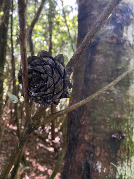 西巒大山。二訪獨享之未完待續1501087