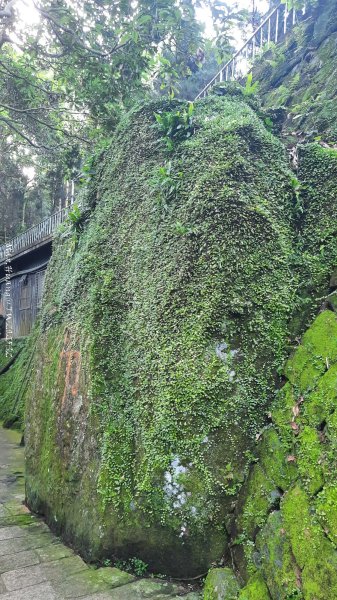 《台北》城市晨運｜虎山親山自然步道（松山慈惠堂）202505222795777