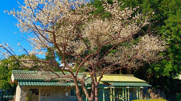 雙溪公園賞花&原住民公園落羽松&故宮1/142689950