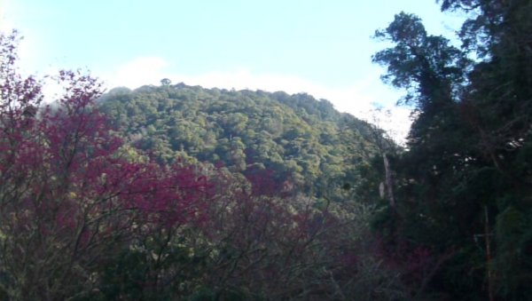 拉拉山國有林自然保護區799208
