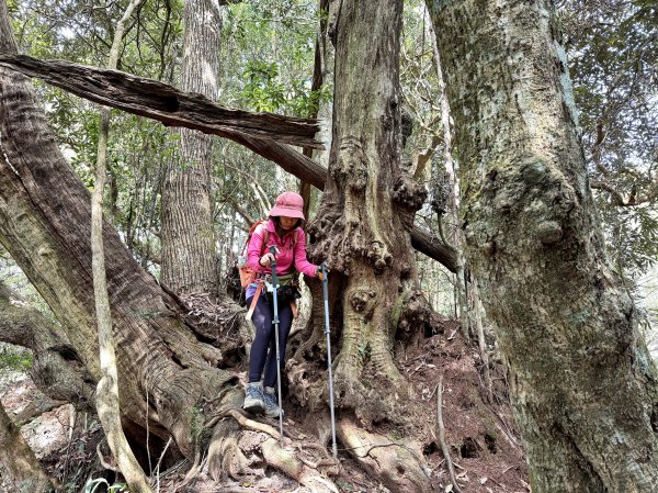 谷關 白毛山-逆O繞 202603153018978
