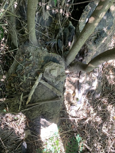 20251122高雄河埧寮2945293