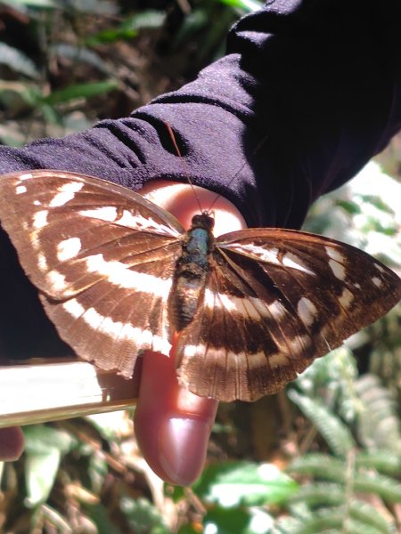 唐麻丹山 蝴蝶谷2918905