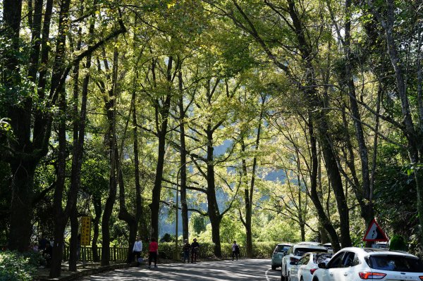 桃園 龍潭 太平山、清水坑山、石門山、小粗坑山、大竹坑山2977156