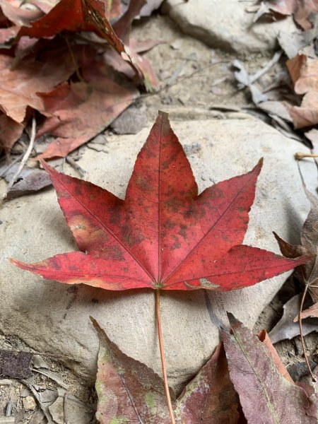 20260119高雄尾寮山(第24刷)2985567