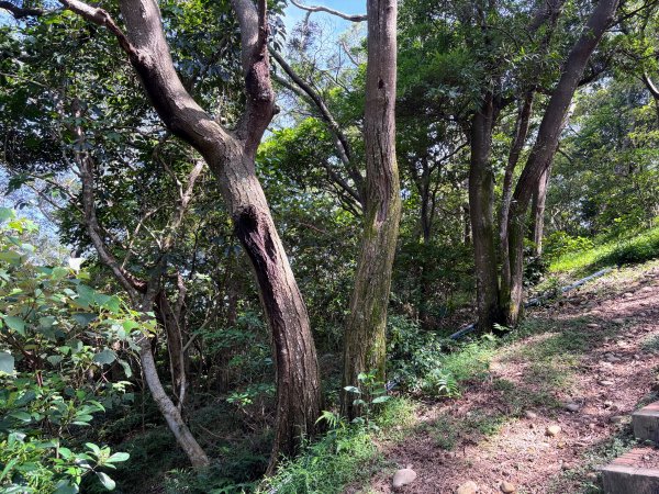犁頭山、文山步道2835643