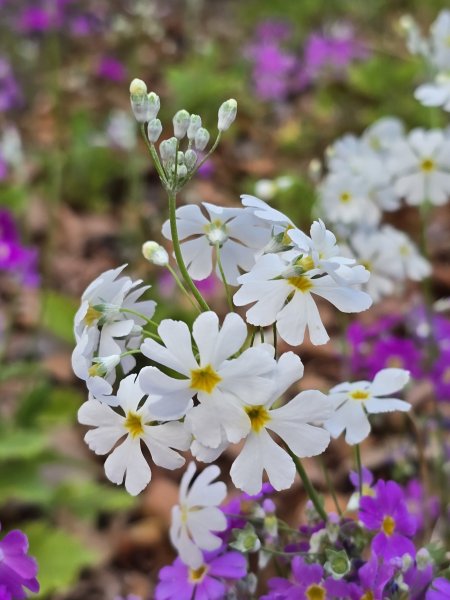 20250228 桃山+池有山2919187