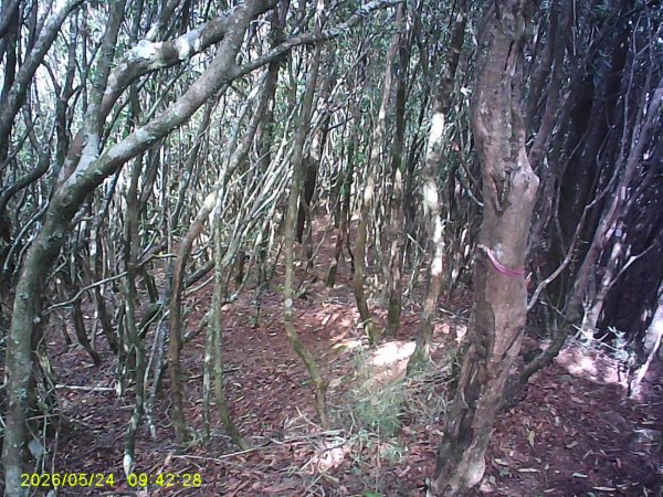 兒玉(自忠)山、東水山、東水山西峰及特富野古道O繞。3061791
