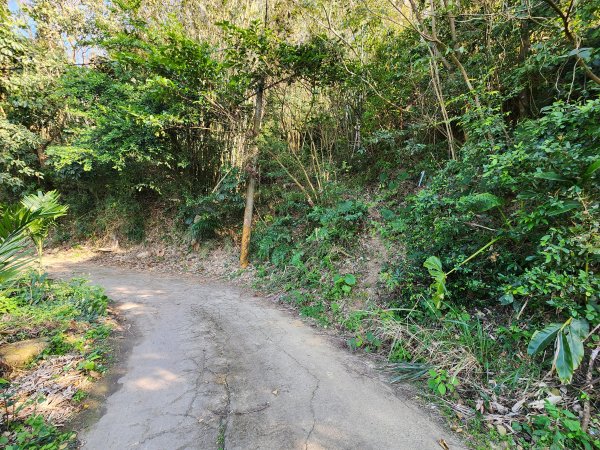 20250114石井山、榴子坑山、後脊山、龍頂山2728608