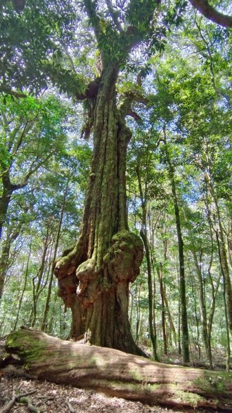 守城大山/守關山/守關山南峰1624744